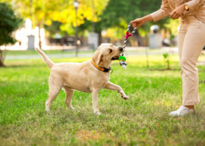 Pet park